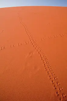 Newspaper: Namibia, Namib-Naukluft Park, Sossusvlei