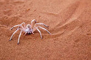 Carparachne: Namibia, Namib-Naukluft Park, Sossusvlei