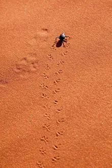 Newspaper: Namibia, Namib-Naukluft Park, Sossusvlei