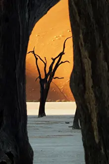 Vlei: Namibia, Namib-Naukluft Park, Sossusvlei
