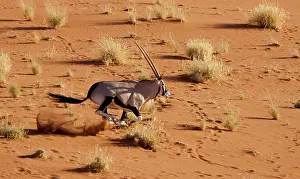 Gemsbok: Namibia, Namib-Naukluft Park, Sossusvlei