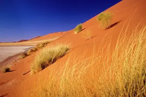 Alison: Namibia: Namibia Desert, Sossusvlei Dunes