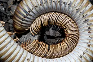 Spiral: Namibia, Omaruru, Skeleton of large centipede