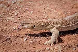Crawling: Namibia, Palmwag Conservancy. Close-up of
