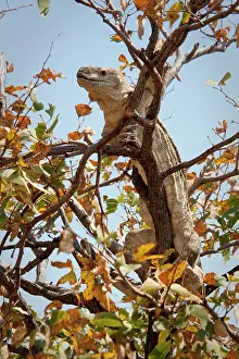 Conservancy: Namibia, Palmwag Conservancy. Monitor lizard