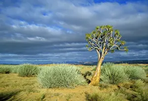 Aloes: Namibia - Quiver / Kokerboom tree (Aloe dichotoma)