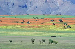 Acacias: Namibia - In the rainy season at the edge of the