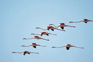Minor: Namibia, Skeleton Coast Wilderness, Flock