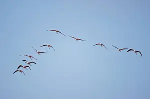 Minor: Namibia, Skeleton Coast Wilderness, Flock