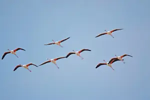 Minor: Namibia, Skeleton Coast Wilderness, Flock