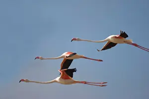 Minor: Namibia, Skeleton Coast Wilderness, Flock