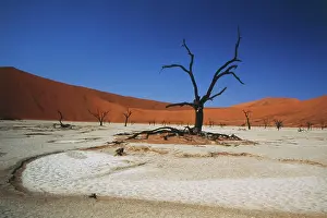 Adams: Namibia, Sossusvlei, Deadvlei, Dead tree
