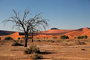 Scrub: Namibia, Sossusvlei. Flora landscape of