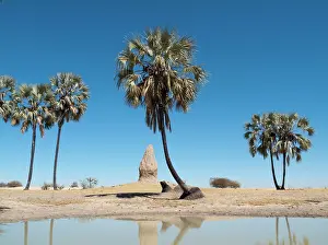 Hyphaene: Namibia - Termite hills and Makalani palm trees