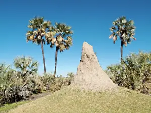 Hyphaene: Namibia - Termite hills and Makalani palm trees
