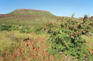 Palmwag: Namibia - Unusual green scenery after heavy rainfalls