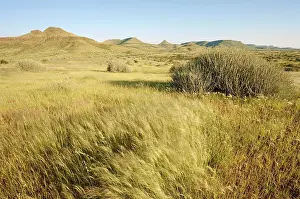 Palmwag: Namibia - Unusual green scenery after heavy rainfalls