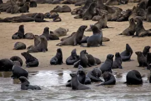 Arctocephalus: Namibia, Walvis Bay. Cape Fur Seal Colony