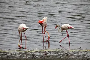 Walvis: Namibia, Walvis Bay. Flamingos feeding at