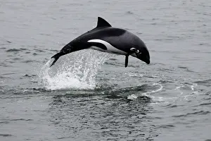 Fluke: Namibia, Walvis Bay. The Heaviside's Dolphin