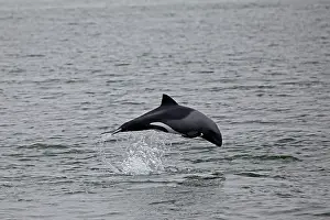 Fluke: Namibia, Walvis Bay. The Heaviside's Dolphin