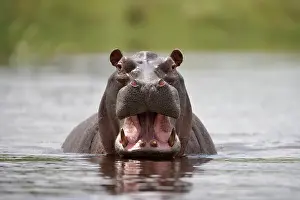 Anger: Namibia, Water Hippopotamus (Hippopotamus