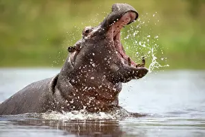Anger: Namibia, Water Hippopotamus (Hippopotamus