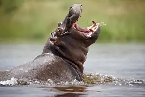 Anger: Namibia, Water Hippopotamus (Hippopotamus