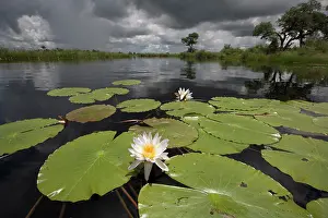 Strip: Namibia, Water Lilies (Nymphaea lotus) along