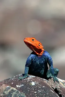 Planiceps: Namibian Rock Agama LIZARD