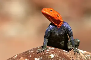 Planiceps: Namibian Rock Agama LIZARD