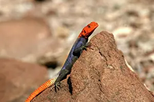 Planiceps: Namibian Rock Agama LIZARD