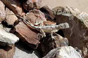 Planiceps: Namibian Rock Agama LIZARD - hiding