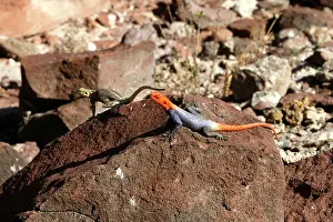 Planiceps: Namibian Rock Agama LIZARDS