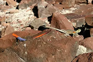 Planiceps: Namibian Rock Agama LIZARDS