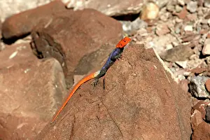 Planiceps: Namibian Rock Agama LIZARDS