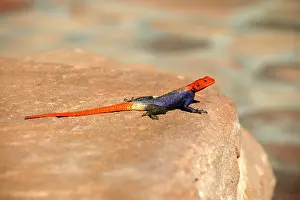 Planiceps: Namibian Rock Agama LIZARDS