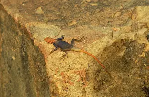Agamas: Namibian Rock Agama - Male, basking and displaying