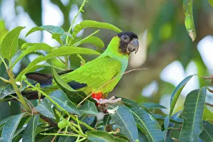 Nandayus: Nanday or Black-hooded Parakeet