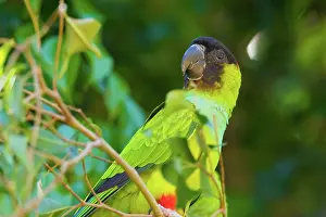 Animais: Nanday or Black-hooded Parakeet