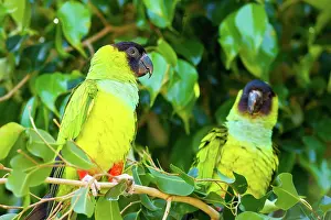 Parakeet: Nanday or Black-hooded Parakeet