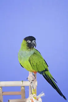 Psittacinae: Nanday Conure