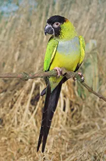Nandayus: Nanday Conure - hen