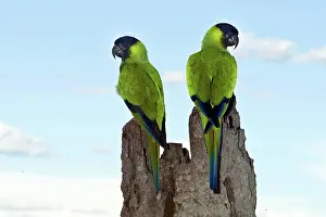 Animais: Nanday Conures