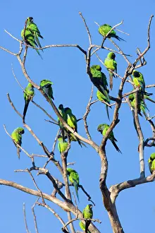 Nandayus: Nanday Parakeet - flock perched on a dead tree