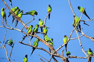 Nandayus: Nanday Parakeet - flock perched on a dead tree
