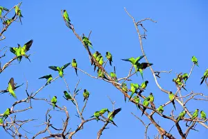 Nandayus: Nanday Parakeet - flock perched on a dead tree
