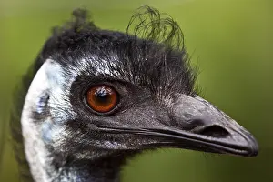 210519: Nandu (Rhea americana), animal portrait, captive