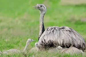 Rheas: Nandu (Rhea americana), female with young birds