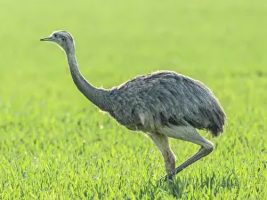 Ratite: Nandu (Rhea americana), Mecklenburg-Vorpommern
